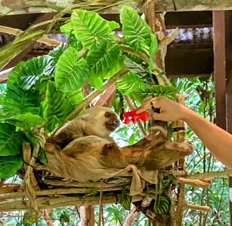 Panama City-Monkey Island & Sloths